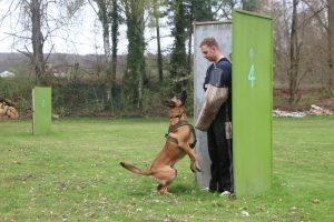Malinoi beim Verbellen Malinoi beim Verbellen